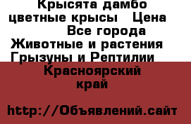 Крысята дамбо цветные крысы › Цена ­ 250 - Все города Животные и растения » Грызуны и Рептилии   . Красноярский край